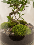 Ampulla Bonsai
