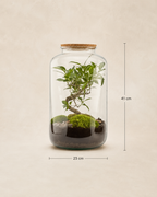 Ampulla Bonsai