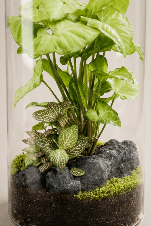 Ampulla Folia, terrário fechado vertical com plantas naturais e musgo