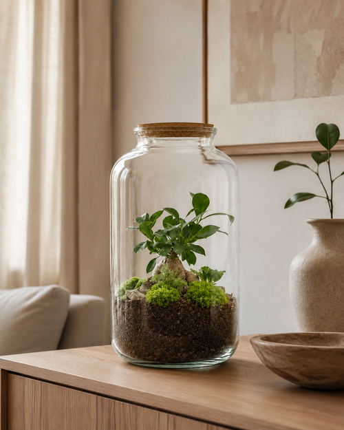 Terrário fechado Ampulla Ginseng em vidro com ginseng, musgo e composição natural tamanho G
