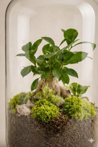 Ampulla Ginseng