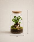Ampulla Ginseng