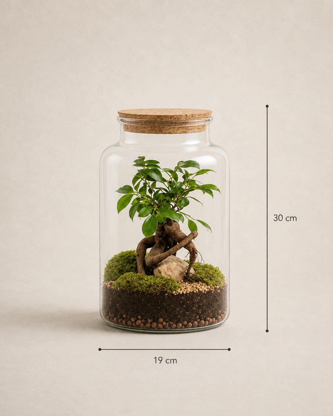 Ampulla Ginseng