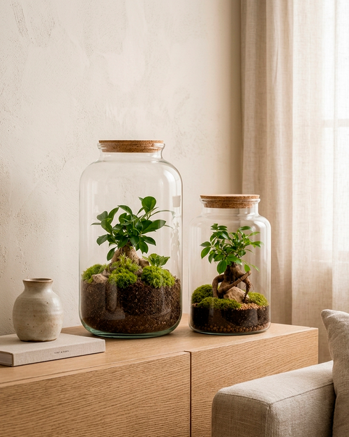 Dois terrários fechados Ampulla com ginseng bonsai e musgo, em cima de aparador de madeira clara
