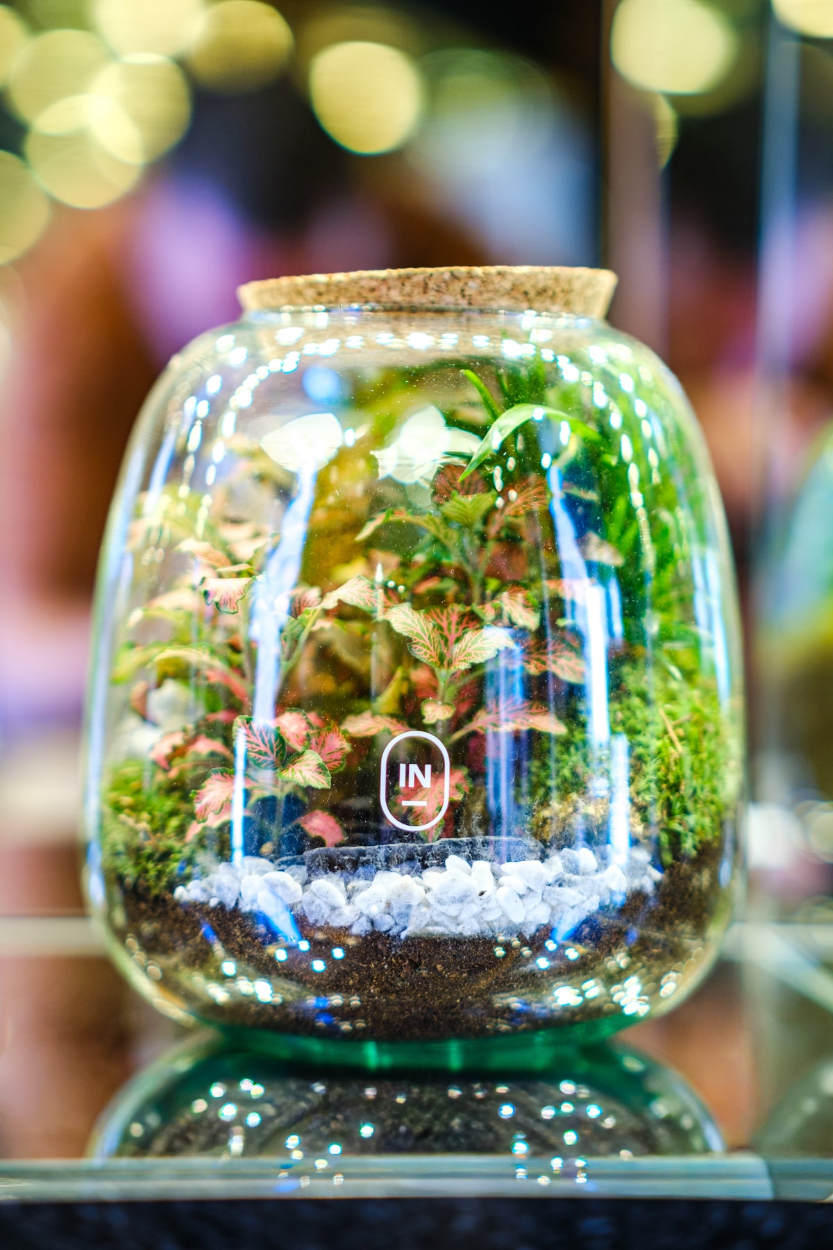 Terrário Pinguis Scena #3 em vidro, com plantas, musgo e pedras claras.