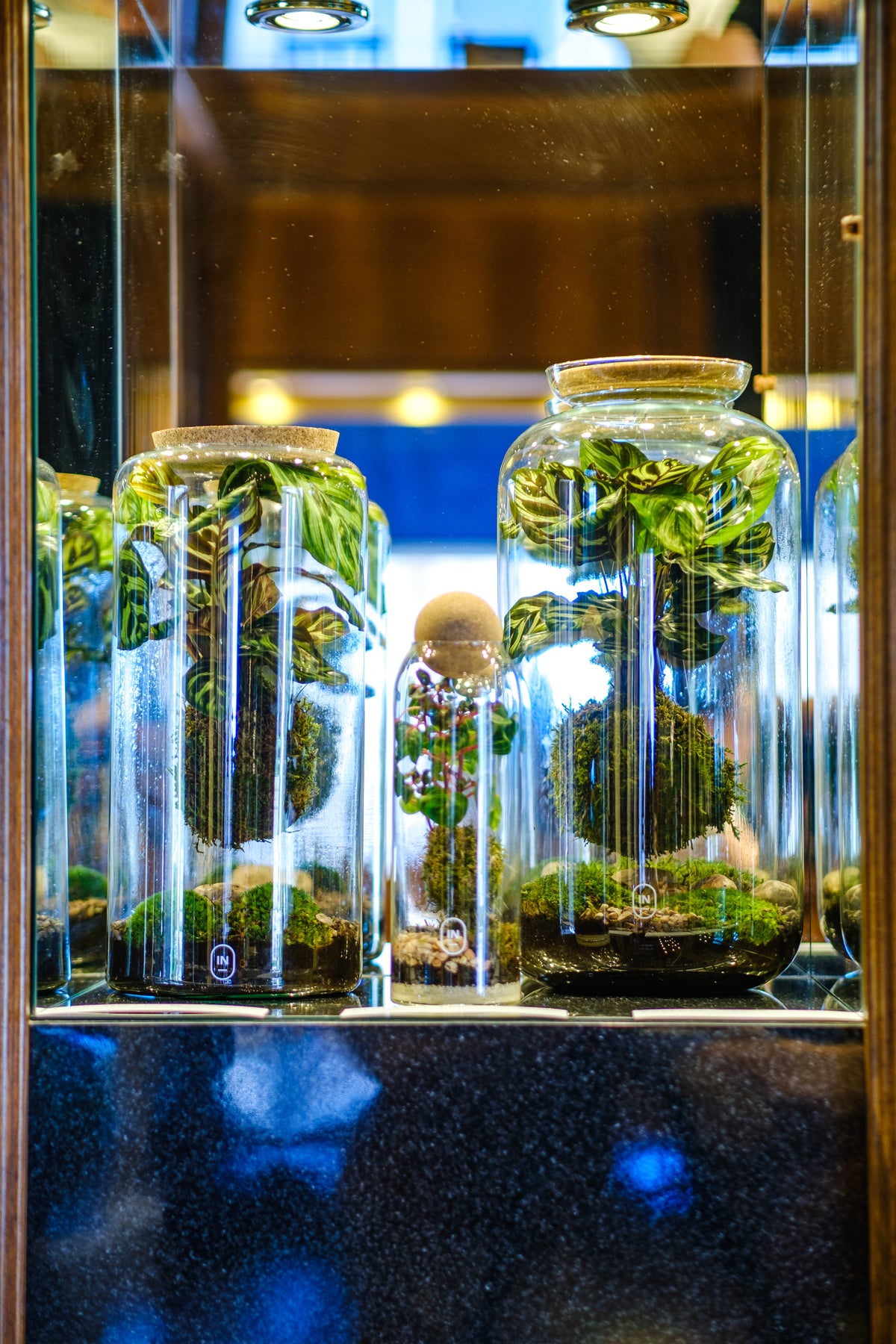 Conjunto de terrários de diferentes formatos em exposição.