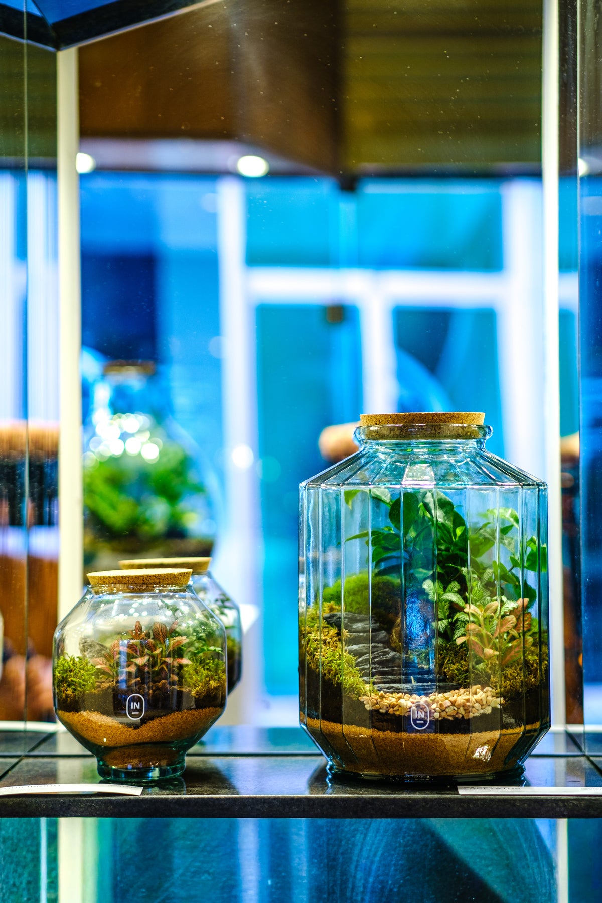 Dois terrários Pinguis em exposição, com plantas e camadas de substrato.