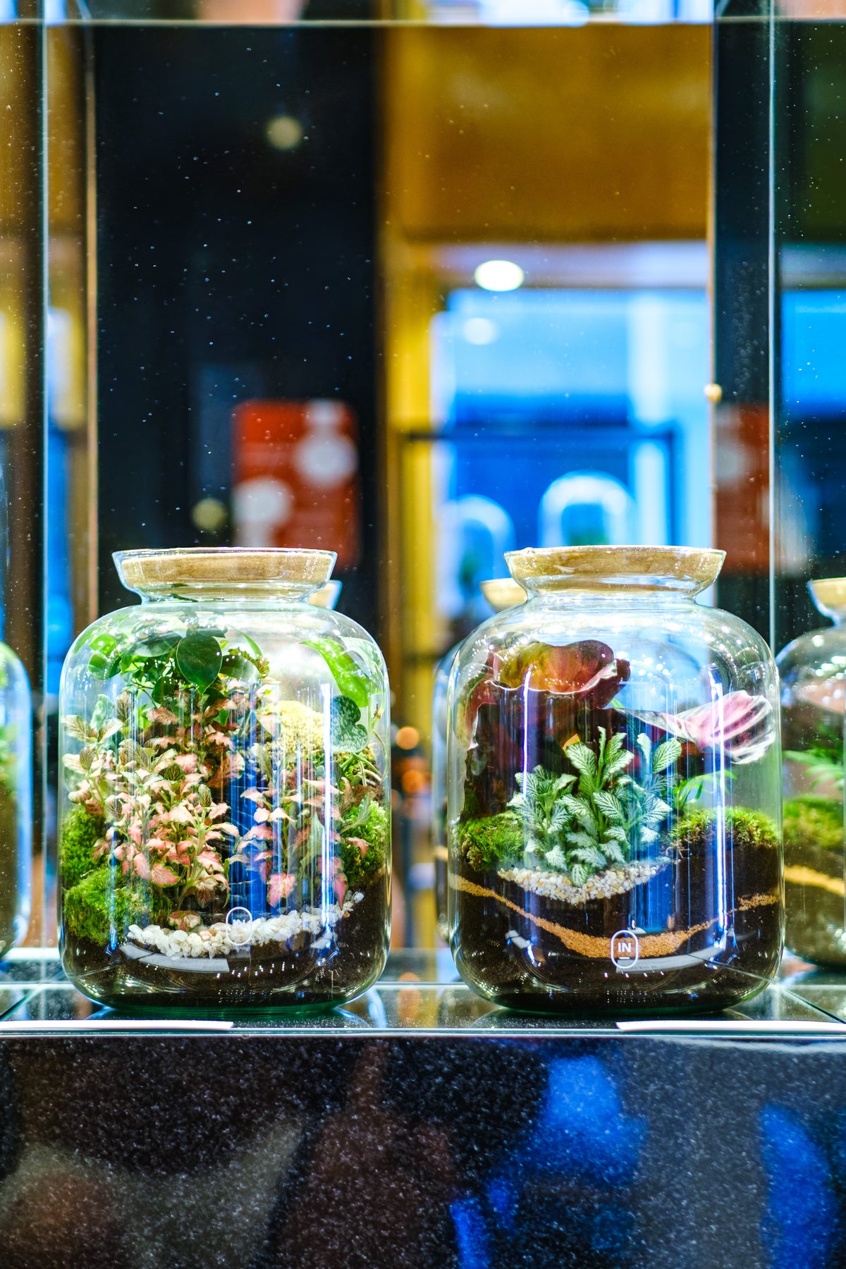 Dois terrários de vidro arredondado em exposição, com plantas e musgo.