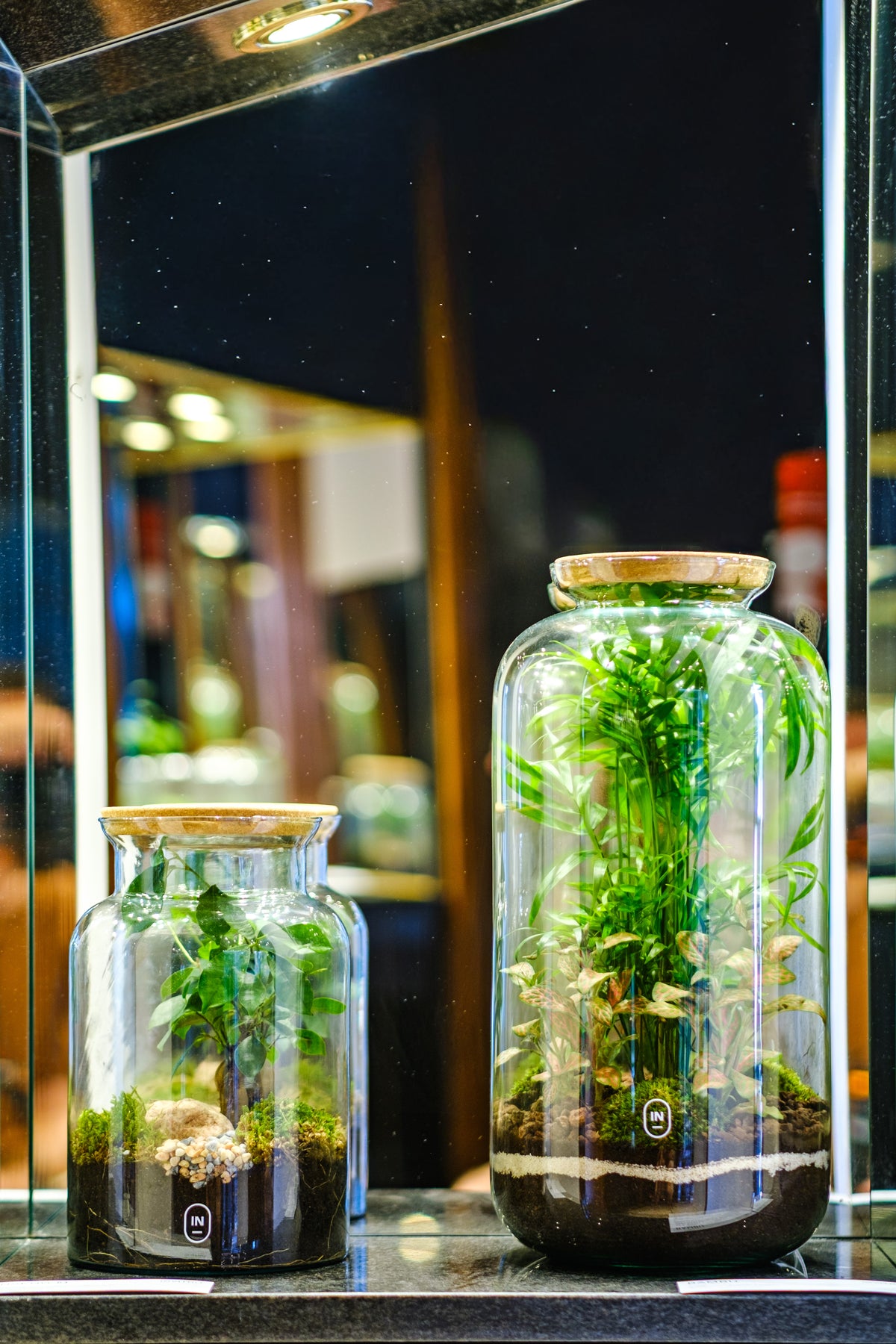 Terrários Ampulla de dois tamanhos em exposição, em recipientes de vidro com tampa de cortiça.