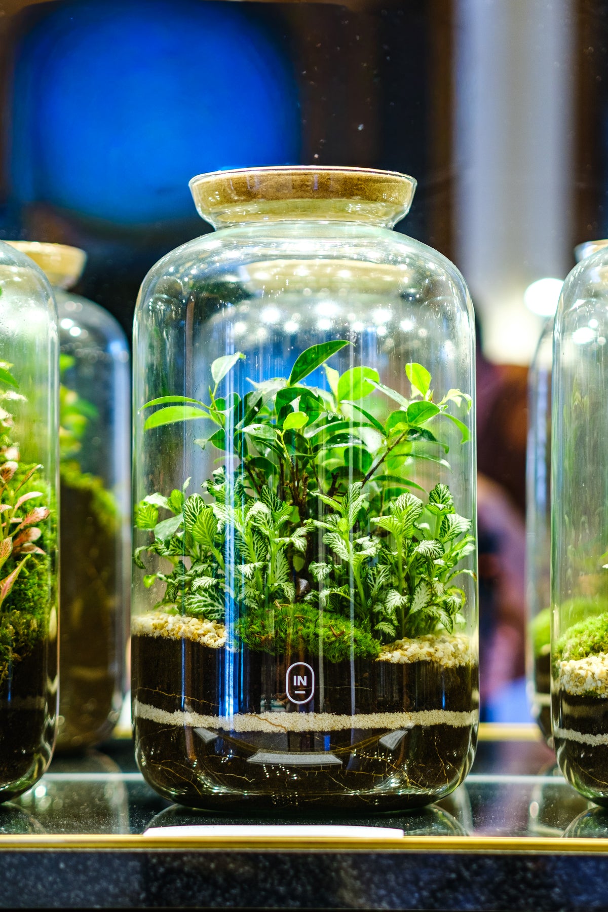 Terrário Ampulla Bonsai em vidro alto, com árvore e musgo.