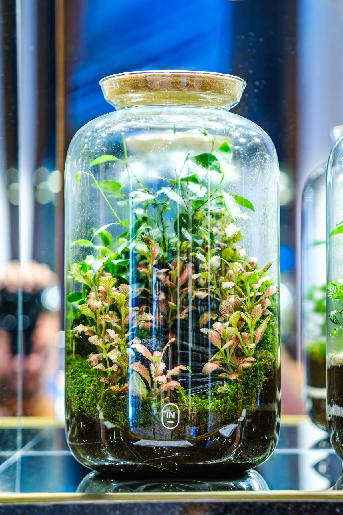 Terrário Ampulla Scena em vidro alto, com plantas, musgo e tampa de cortiça.