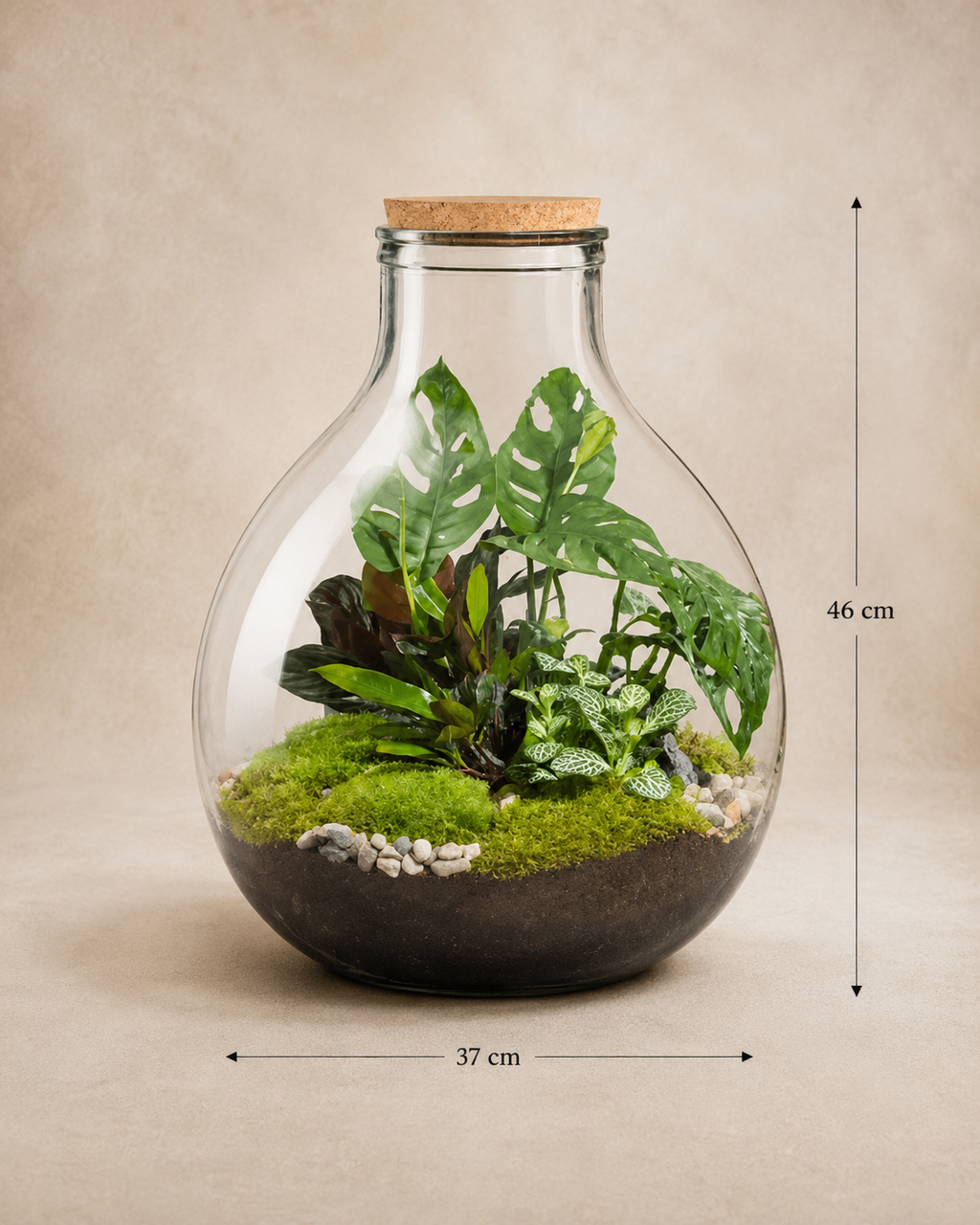 Terrário fechado Pinguis Gutta em vidro com plantas, musgo e composição natural tamanho G