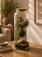 X-Libris Kokedama Levitante