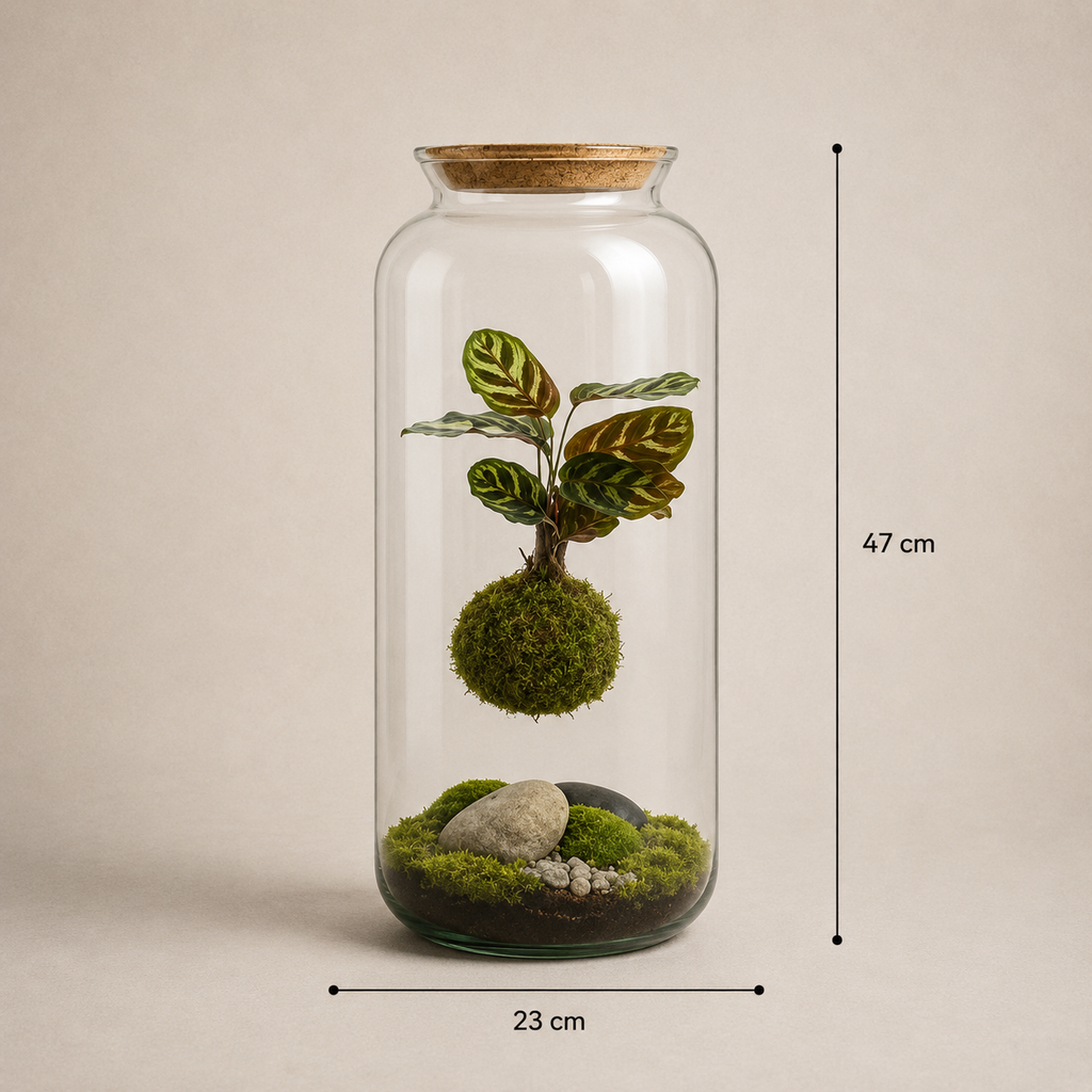 Terrário fechado X-Libris Kokedama Levitante com composição suspensa em vidro tamanho G
