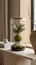 Terrário fechado X-Libris Kokedama Levitante com composição suspensa em vidro tamanho M