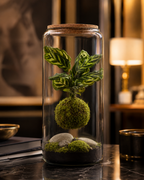 X-Libris Kokedama Levitante