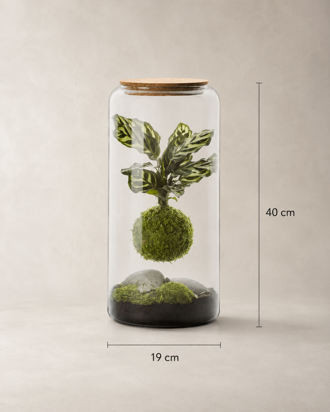 X-Libris Kokedama Levitante