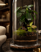 X-Libris Redoma Ginseng