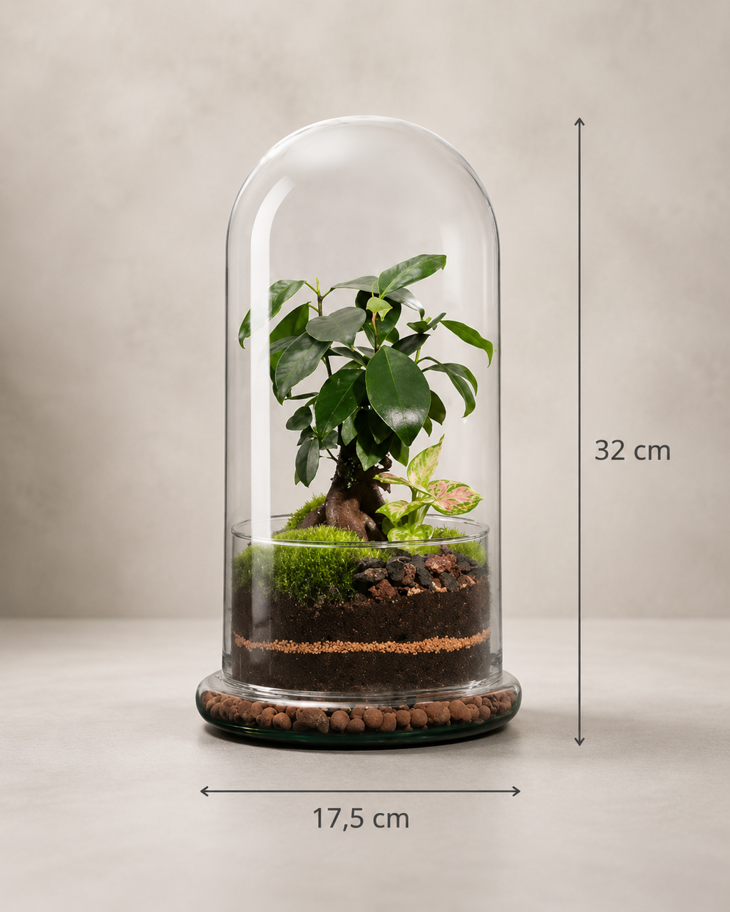 Terrário fechado X-Libris Redoma Ginseng em redoma de vidro com ginseng, musgo e composição natural tamanho G