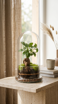 Terrário fechado X-Libris Redoma Ginseng em redoma de vidro com ginseng, musgo e composição natural tamanho M