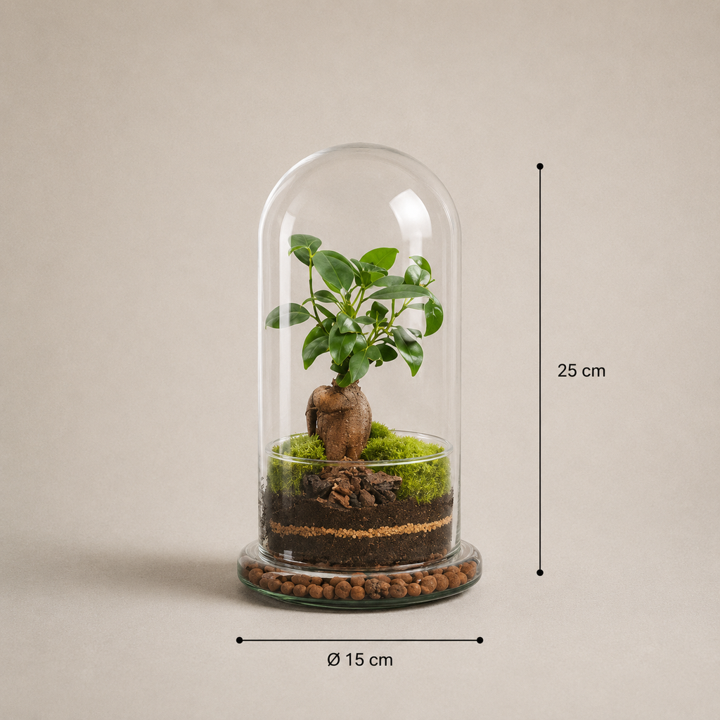 X-Libris Redoma Ginseng
