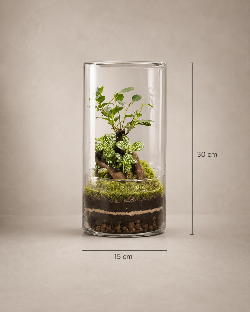 Terrário fechado X-Libris Turris Ginseng em vidro vertical com ginseng, musgo e composição natural tamanho G