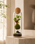 Terrário fechado X-Libris dLux Kokedama Levitante com composição suspensa em vidro