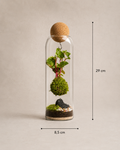 X-Libris dLux Kokedama Levitante