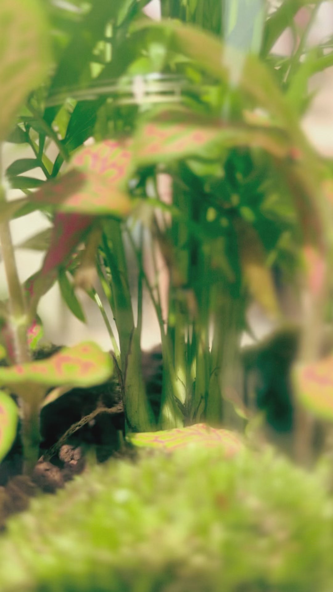 ampulla bambo video