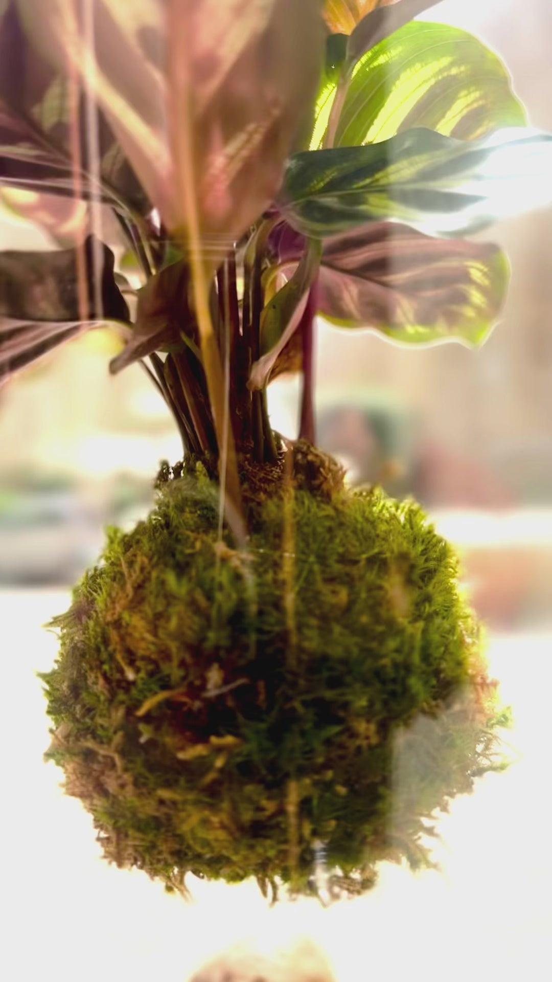 xlibris kokedama lev M video