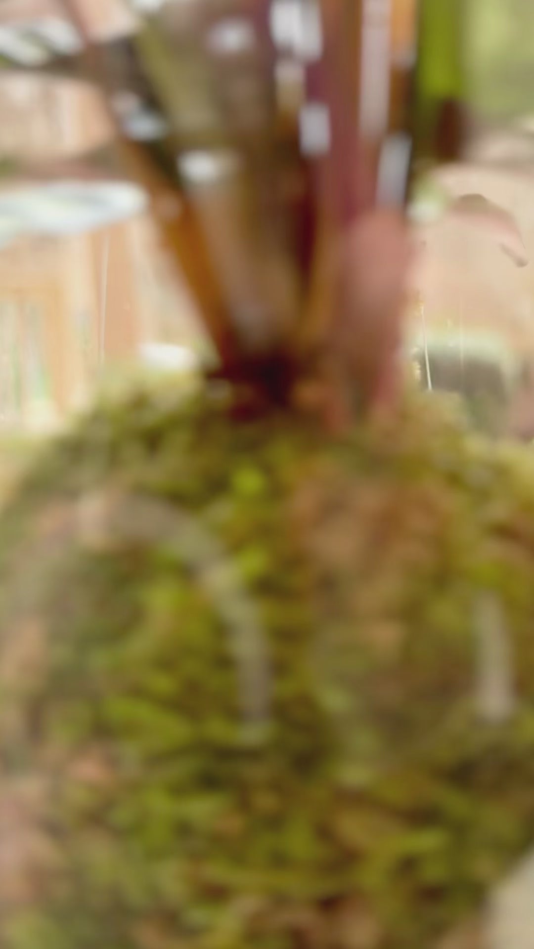 xlibris kokedama lev G video