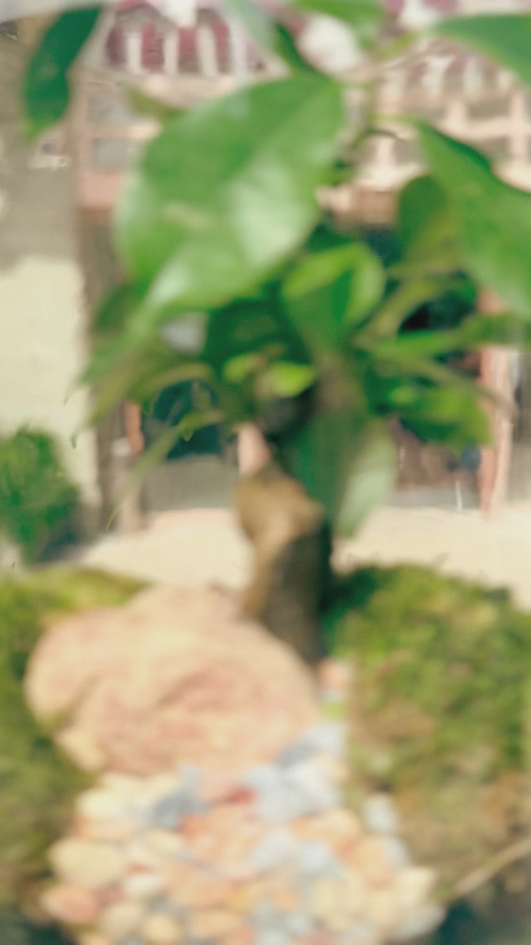 ampulla ginseng M video